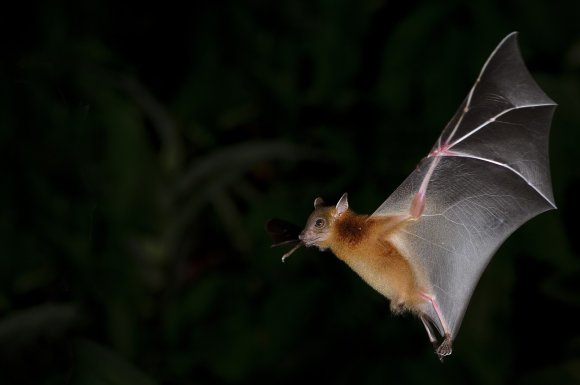 Délocalisation de chauves-souris au Port