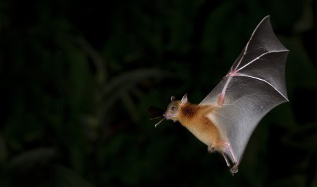 Délocalisation de chauves-souris au Port