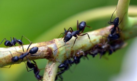 solutions pour éloigner les fourmis du jardin