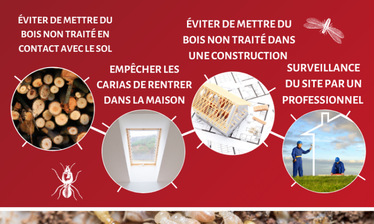 Prévention et lutte anti nuisible - Pest Control